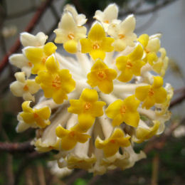 Paper Bush, Yellow flower